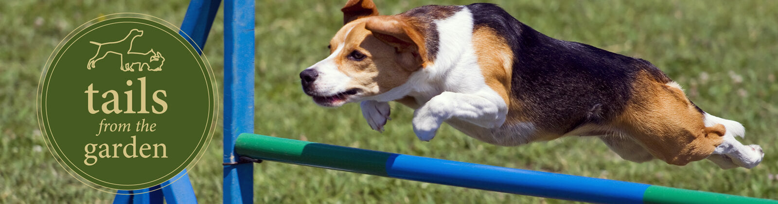 Beagle 2024 agility training