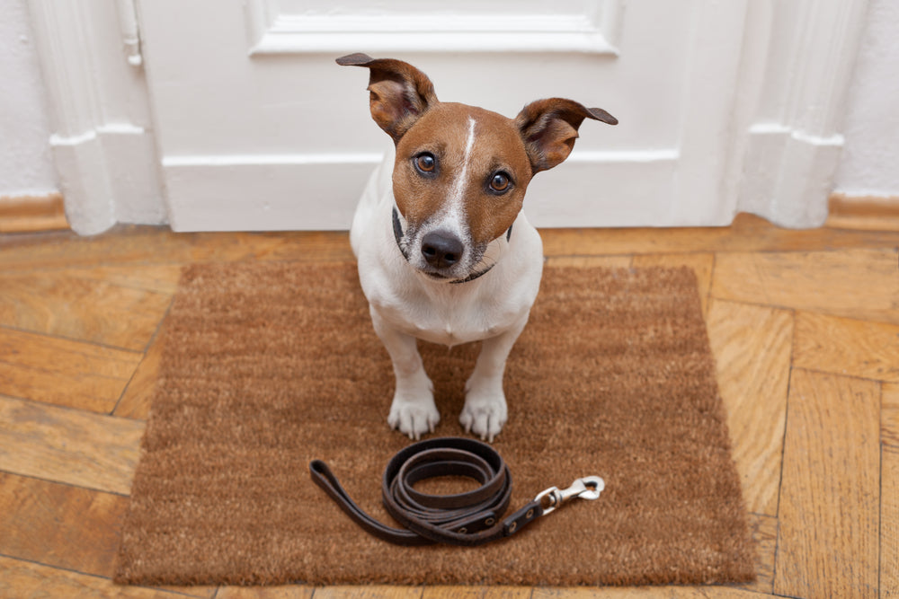 Walk in dog store vaccinations