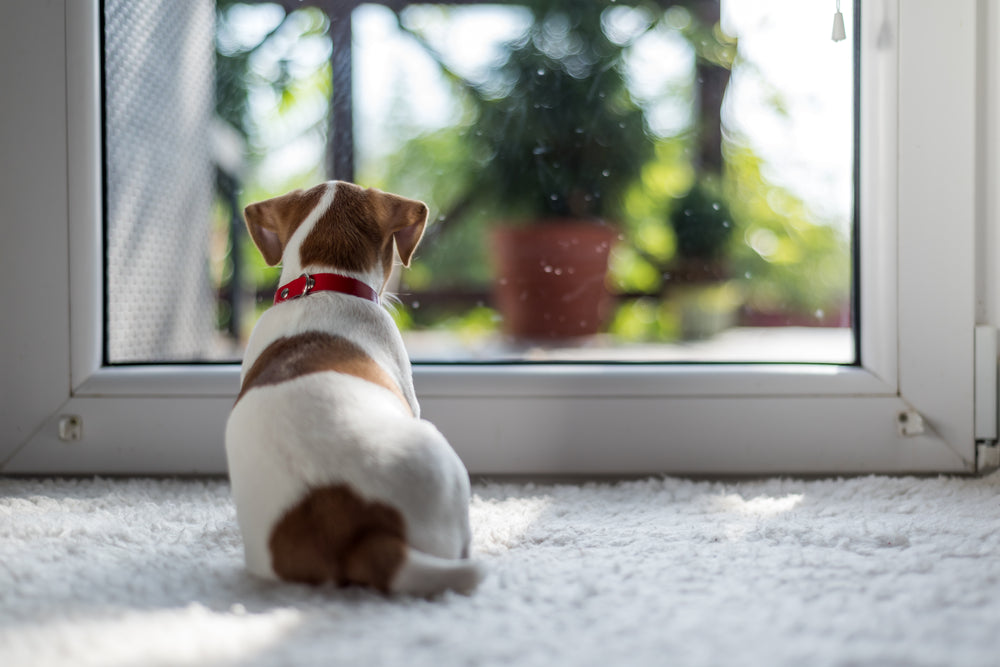 The Ultimate Guide to Puppy-Proofing Your Home: Tips and Innovative Products