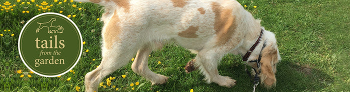 Is My Dog Drinking Enough Water?