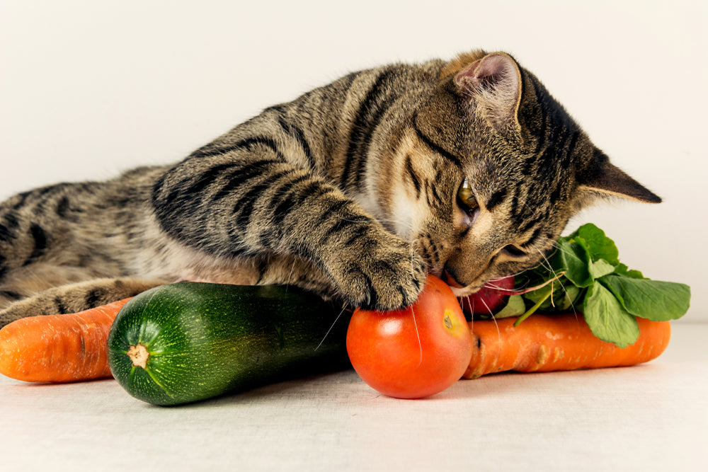 Cats and 2024 vegan diets