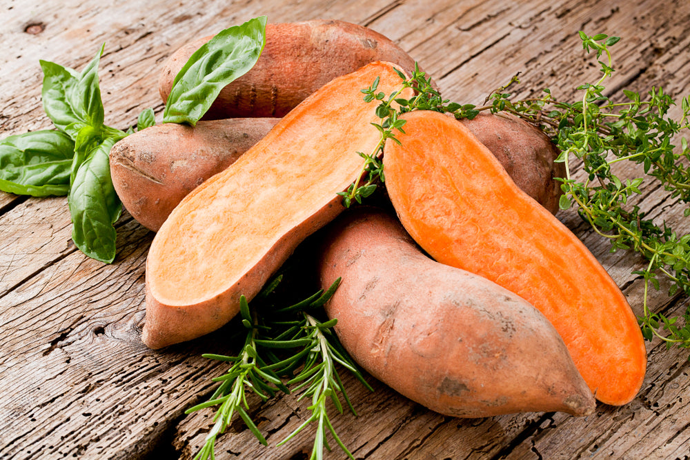 is sweet potato good for dogs everyday