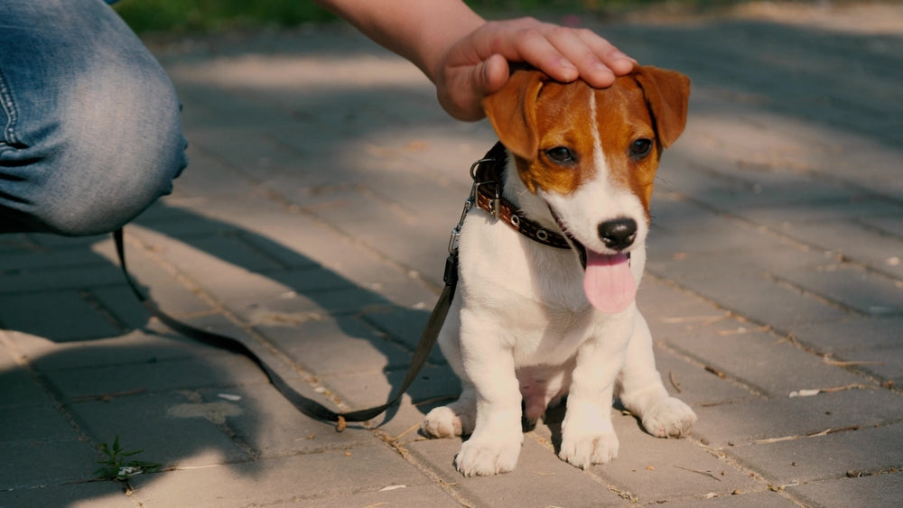 Puppy behaviourist sales