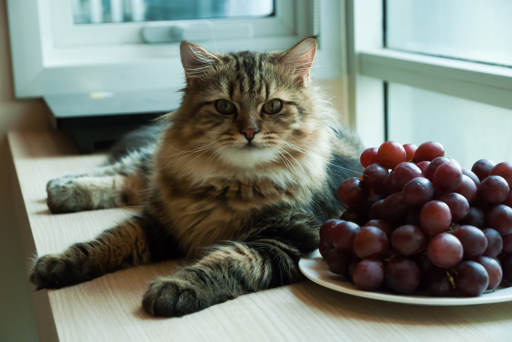 Are grapes shop ok for cats