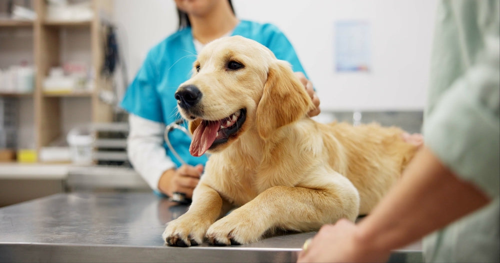 What Happens During Your Pet's Check-Up in the UK? – Harringtons Pet Food