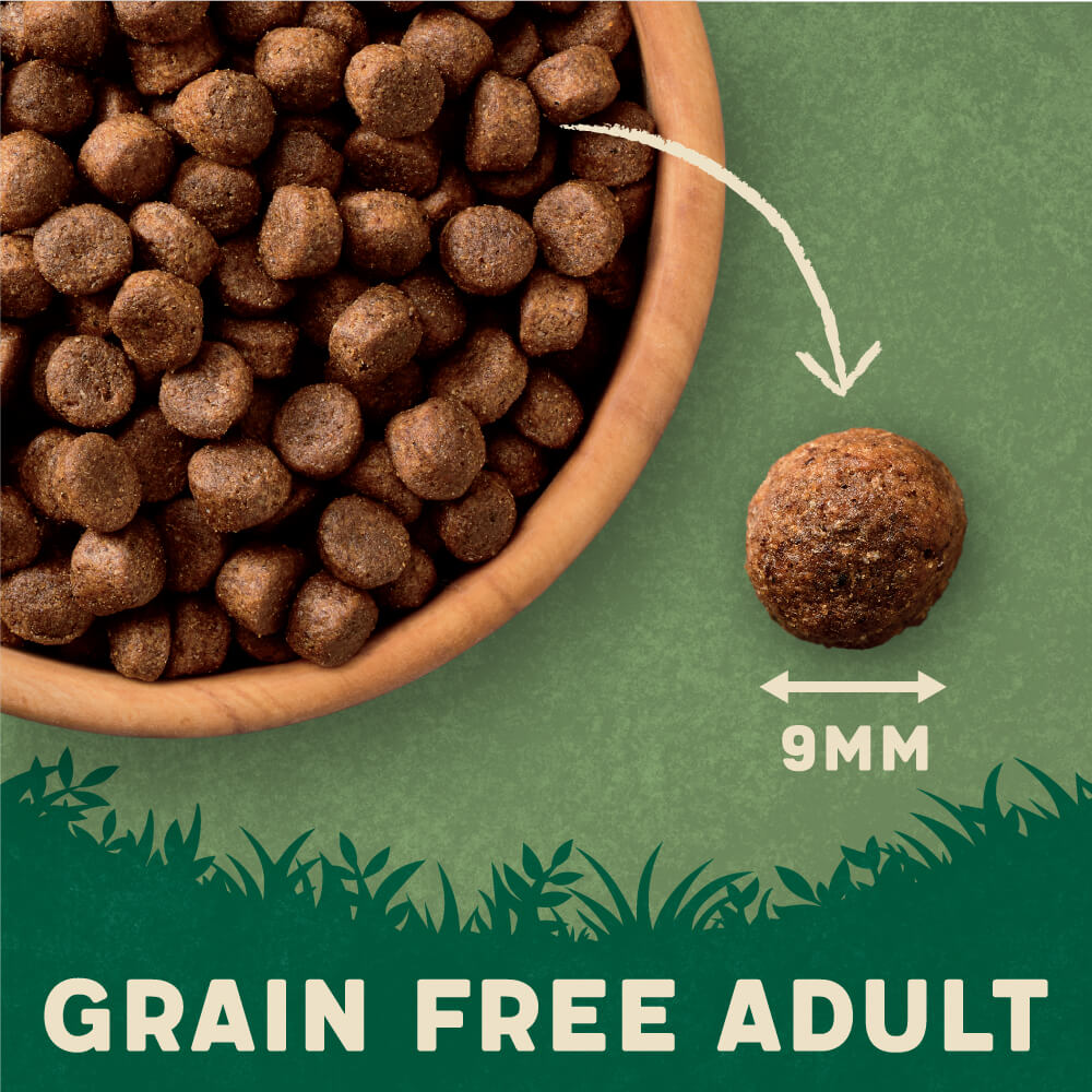 Top ten grain hot sale free dog foods